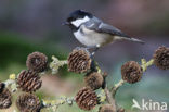 Zwarte Mees (Parus ater)