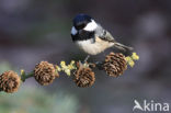 Zwarte Mees (Parus ater)