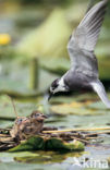 Black Tern (Chlidonias niger)