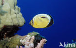 Blacktail butterflyfish (Chaetodon austriacus)