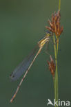 Shy Emerald Damselfly (Lestes barbarus)