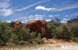 Afrikaanse olifant (Loxodonta africana) 