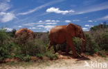 African elephant (Loxodonta africana) 