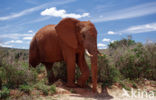 African elephant (Loxodonta africana) 