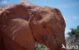 Afrikaanse olifant (Loxodonta africana) 