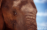 Afrikaanse olifant (Loxodonta africana) 