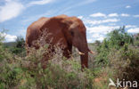 African elephant (Loxodonta africana) 