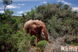 Afrikaanse olifant (Loxodonta africana) 