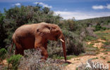 Afrikaanse olifant (Loxodonta africana) 