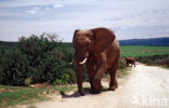 Afrikaanse olifant (Loxodonta africana) 