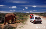 African elephant (Loxodonta africana) 