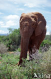 Afrikaanse olifant (Loxodonta africana) 