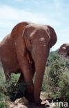 Afrikaanse olifant (Loxodonta africana) 