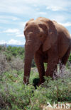 Afrikaanse olifant (Loxodonta africana) 