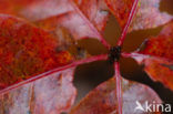 Red Oak (Quercus rubra)