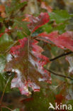 Red Oak (Quercus rubra)