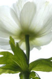 Anemonee (Anemone )