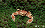 Porcelain Anemone Crab (Neopetrolisthes maculatus)