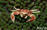 Porcelain Anemone Crab (Neopetrolisthes maculatus)
