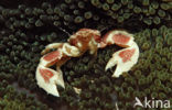 Porcelain Anemone Crab (Neopetrolisthes maculatus)