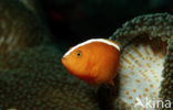 Skunk anemonefish (Amphiprion dandaracinos)