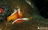 Skunk anemonefish (Amphiprion dandaracinos)