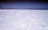 Lake Assal