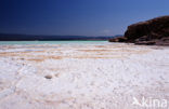 Lake Assal