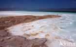 Lake Assal