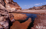 Assalmeer
