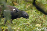 Auerhoen (Tetrao urogallus)