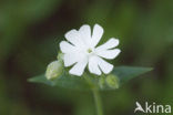 Avondkoekoeksbloem (Silene latifolia)