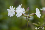 Avondkoekoeksbloem (Silene latifolia)