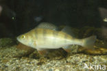 Baars (Perca fluviatilis)