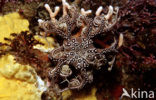 basket star (Astrocladus euryale)