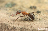 Behaarde rode bosmier (Formica rufa)