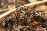 Behaarde rode bosmier (Formica rufa)