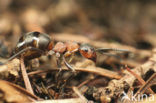 Behaarde rode bosmier (Formica rufa)