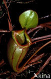 Bekerplant (Nepenthes tentaculata)