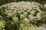 Giant Hogweed (Heracleum mantegazzianum)