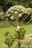 Giant Hogweed (Heracleum mantegazzianum)