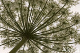 Giant Hogweed (Heracleum mantegazzianum)