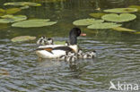 Shelduck (Tadorna tadorna)