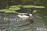 Shelduck (Tadorna tadorna)