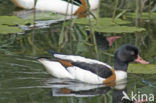 Shelduck (Tadorna tadorna)