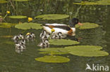 Shelduck (Tadorna tadorna)