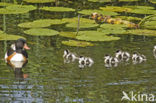 Shelduck (Tadorna tadorna)