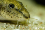 Stone Loach (Barbatula barbatula