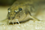 Stone Loach (Barbatula barbatula