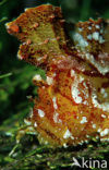 Blad schorpioenvis (Taenianotus triacanthus)